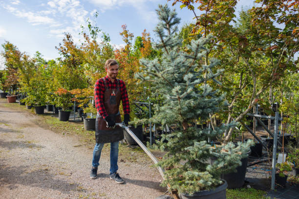 How Our Tree Care Process Works  in  Penryn, CA