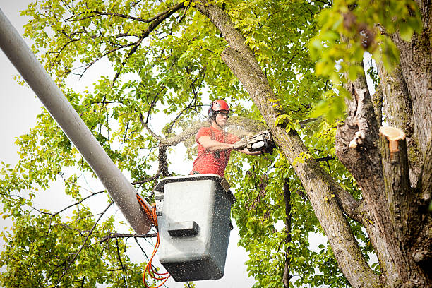 Best Tree Trimming and Pruning  in Penryn, CA