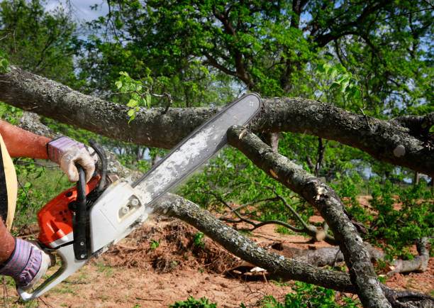 Best Leaf Removal  in Penryn, CA